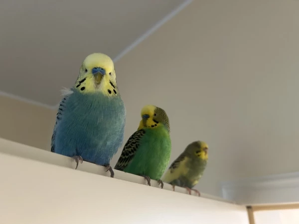 Wellensittich-Bild: Von rechts nach Links: Percy, TschuTschu, und Pixie.
