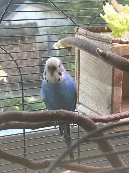 Wellensittich-Bild: Unser Gigi. Vermutlich ein Hansi-Bubi. Kommt aus dem Tierheim.