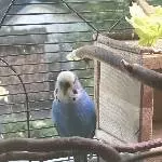Unser Gigi