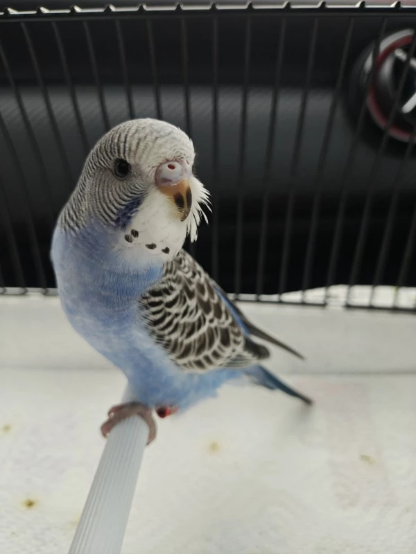 Wellensittich-Bild: Ich bin Blue(Berry) und bin auf dem Weg in mein neues Zuhause. Eigentlich wollte Carina keine Henne, sondern einen Hahn; zum Glück für mich, denn es gab aktuell nur einen Albino-Hahn ... und außerdem: sie konnte mir einfach nicht widerstehen.