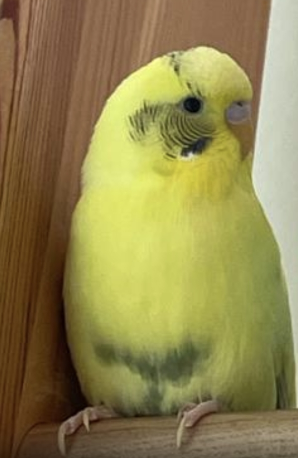 Kiwi auf der Sprossenwand 