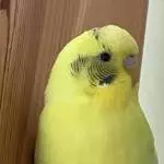 Kiwi auf der Sprossenwand 