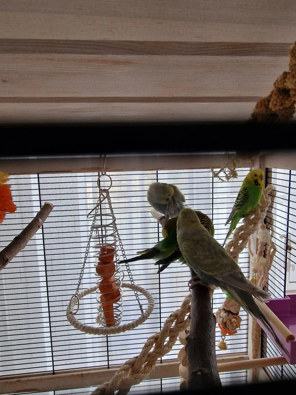 Wellensittich-Bild: Nach rund 5 Tagen habe ich die Türen beider Käfige aufgemacht und sie zusammengestellt. Jetzt sind Cäsar und Cleo auch umgezogen in das neue Zuhause.