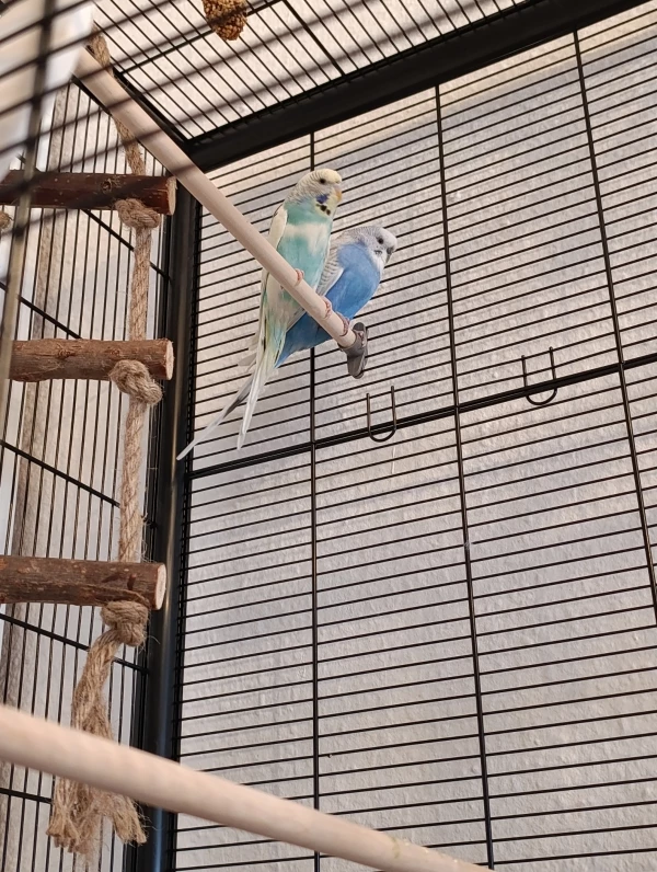 Wellensittich-Bild: Unser gefiederter Familienzuwachs Dorie (vorne) und Loki. :)