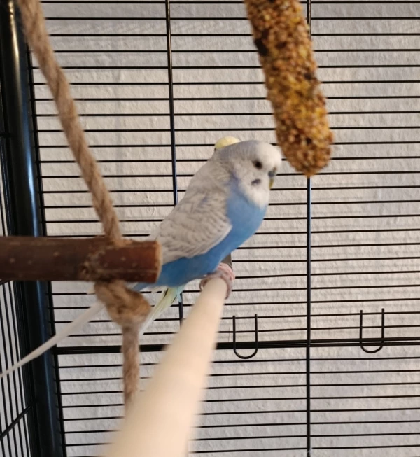 Wellensittich-Bild: Dorie hat sich hinter Loki versteckt beim Fotos machen. Wer sieht ihr Köpfchen? :D