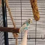 Unsere Dorie