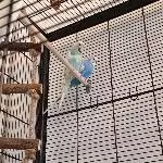 Dorie und Loki