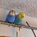 Claroita und Georgy (+)