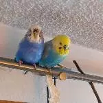 Claroita und Georgy (+)