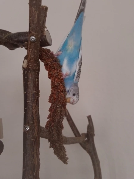 Wellensittich-Bild: Kopfüber schmeckt es doch am besten! 