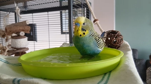 Wellensittich-Bild: Marty hat heute ausgiebig gebadet und sich sehr gefreut.