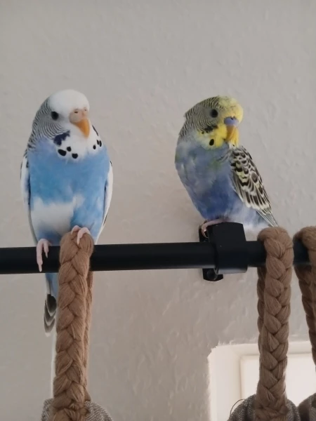 Wellensittich-Bild: Emmy und Marty auf ihrem Aussichtspunkt.