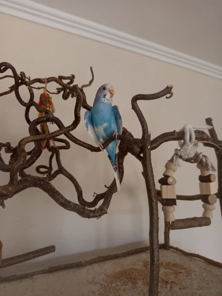 Wellensittich-Bild: Emmy kühlt sich ab und macht den Adler.