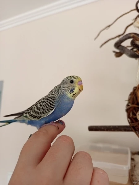 Wellensittich-Bild: Der kleine Marty ist neu hier und erkundet neugierig alles Neue.