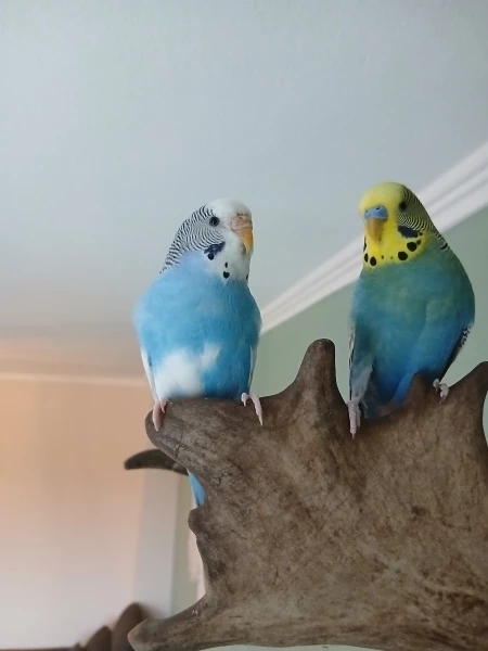 Wellensittich-Bild: Marty und Emmy sitzen gerne auf dem Geweih und haben dabei alles genau im Blick.