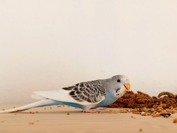 Wellensittich-Bild: Dieses hübsche Mädchen genießt ihre rote Hirse und fühlt sich immer wohler und sicherer im neuen Zuhause.