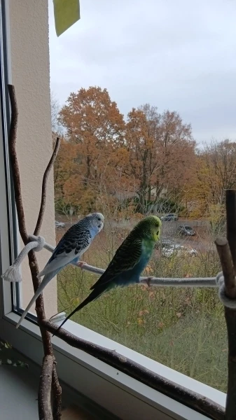 Wellensittich-Bild: Die beiden genießen die Aussicht und den Anblick der bunten Blätter. 