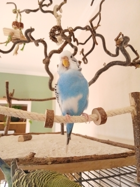 Emmy Plüschig