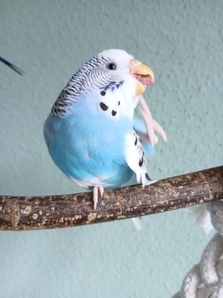 Emmy streckt die Zunge raus