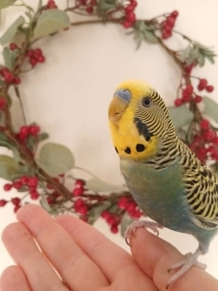 Wellensittich-Bild: Marty posiert vor weihnachtlicher Deko.
