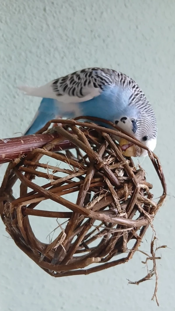 Wellensittich-Bild: Emmy schreddert einen Ball nach dem anderen. 