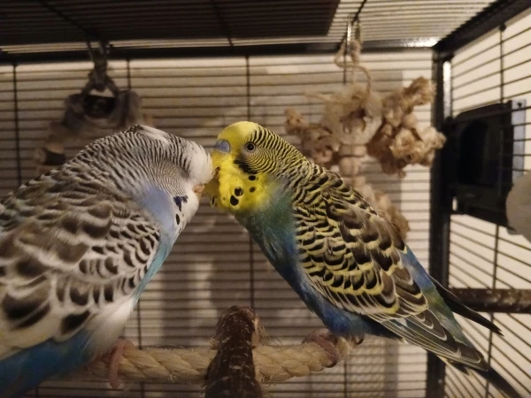 Wellensittich-Bild: Emmy und Marty kuscheln gerade vor dem Schlafen. 