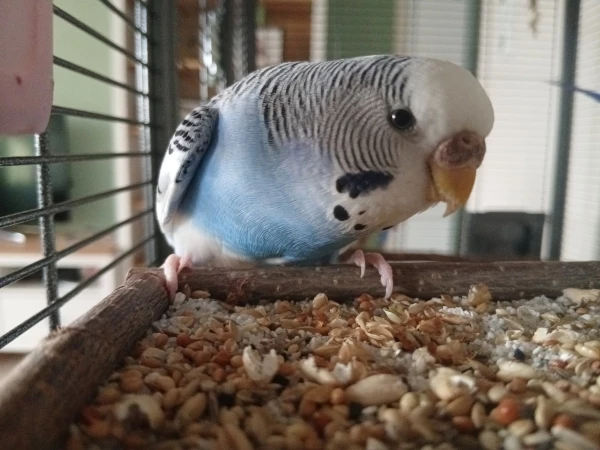 Die besten Körner herauspicken