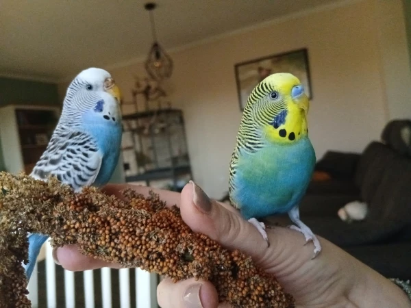 Wellensittich-Bild: Emmy und Marty starten heute den Tag zusammen mit Hirse.