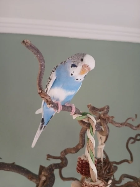 Wellensittich-Bild: Unsere kleines Mädchen Emmy auf ihrem Lieblingsspielplatz.