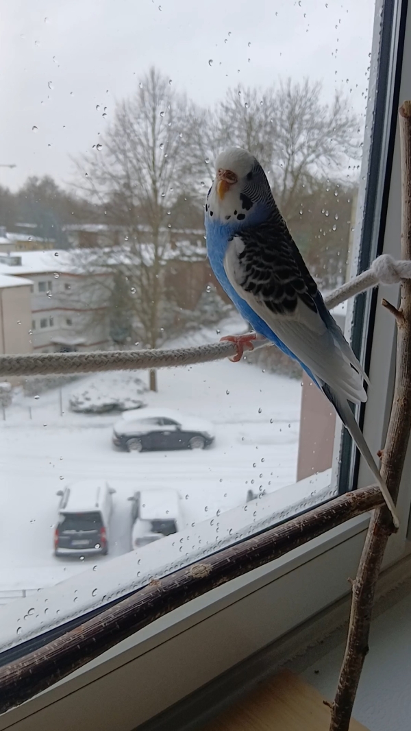 Es schneit