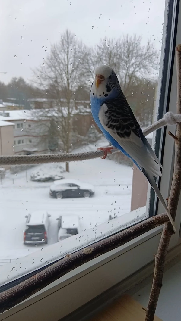 Wellensittich-Bild: Emmy genießt heute die verschneite Aussicht.