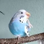 Emmy streckt die Zunge raus