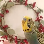 Es weihnachtet bald