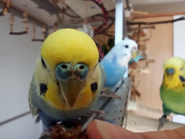Wellensittich-Bild: Sunny frisst Kolbenhirse aus der Hand. 