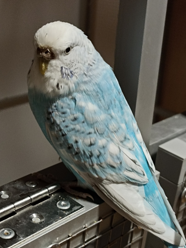PHPSESSID