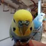 Sunny frisst Kolbenhirse aus der Hand 