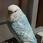 Blue sitzt auf der Ausflugklappe 