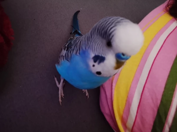 Wellensittich-Bild: Cookie hat ganz viel Freiflug und sitzt auch gerne auf meinem Bett. 