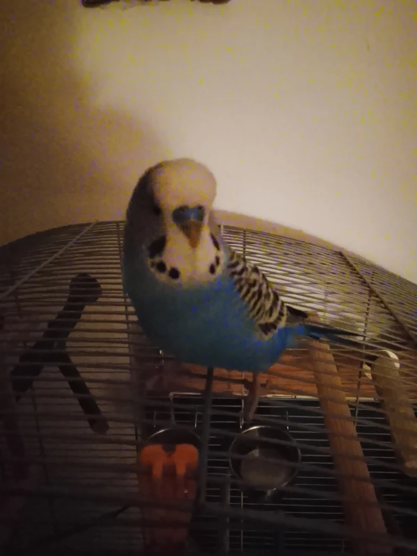 Cookie abends