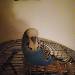 Cookie abends