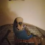 Cookie abends