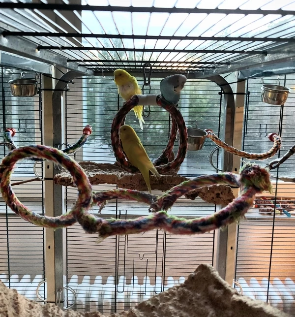 Wellensittich-Bild: Senia (oben links) und Melody (oben rechts) haben heute die kürzlich verwitwete flugunfähige Bella (unten sitzend) ganz harmonisch in ihrer großen 3er Voliere aufgenommen.