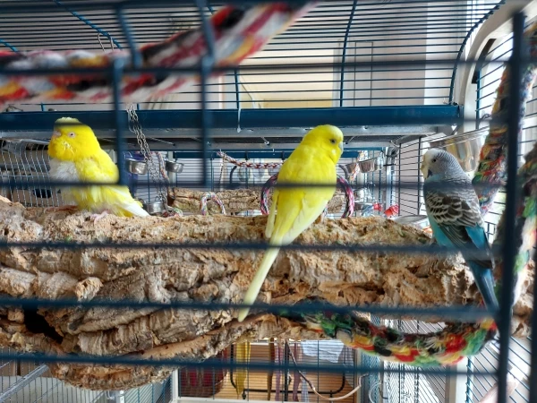 Wellensittich-Bild: Bella (Mitte) wird schon ganz selbstverständlich von Senia (links) und Melody (rechts) in deren Mitte akzeptiert.