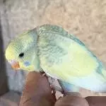 Mein kleiner Miki
