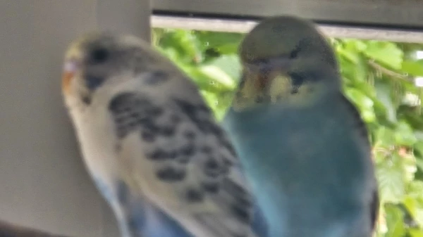 Wellensittich-Bild: Habe den beiden einen Sitzbereich am Fenster eingerichtet.
Sie fühlen sich dort auch sehr wohl ...