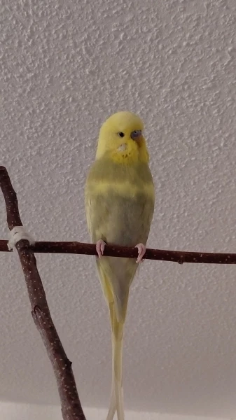 Wellensittich-Bild: Mein Name stammt aus der griechischen Mythologie. Mein Namensvorbild ist ein schöner Mensch. Sehr passend finde ich!