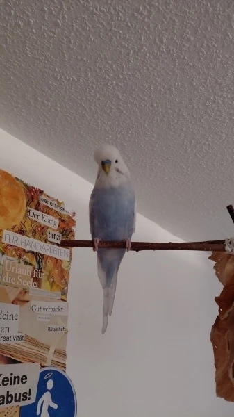 Wellensittich-Bild: Jetzt hat der schon wieder ein Foto von mir gemacht... und ich habe nicht mal Hirse dafür bekommen!