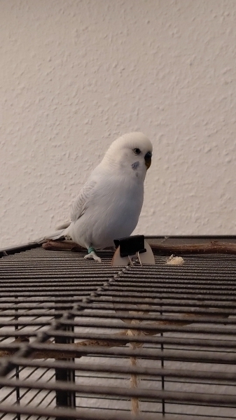 Hallo, ich bin Artemis