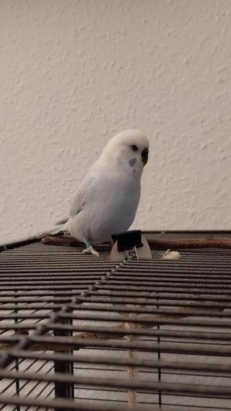 Wellensittich-Bild: Artemis ist eigentlich der Name einer Göttin, aber das ist mir egal. Ich kann auch als Mann den Namen einer Göttin haben!