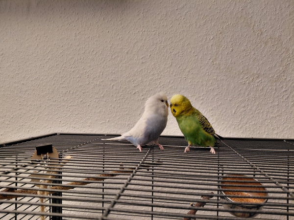 Junge Liebe